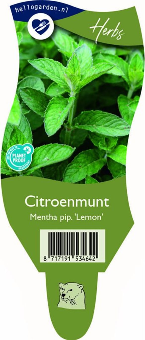 Mentha piperita 'Lemon' - P11